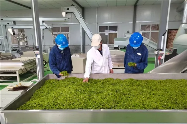 Infrared drying application for food and agricultural materials industrial infrared drying process for agricultural and food materials